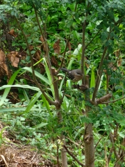 Mimus polyglottos leucopterus