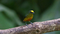 Euphonia gouldi