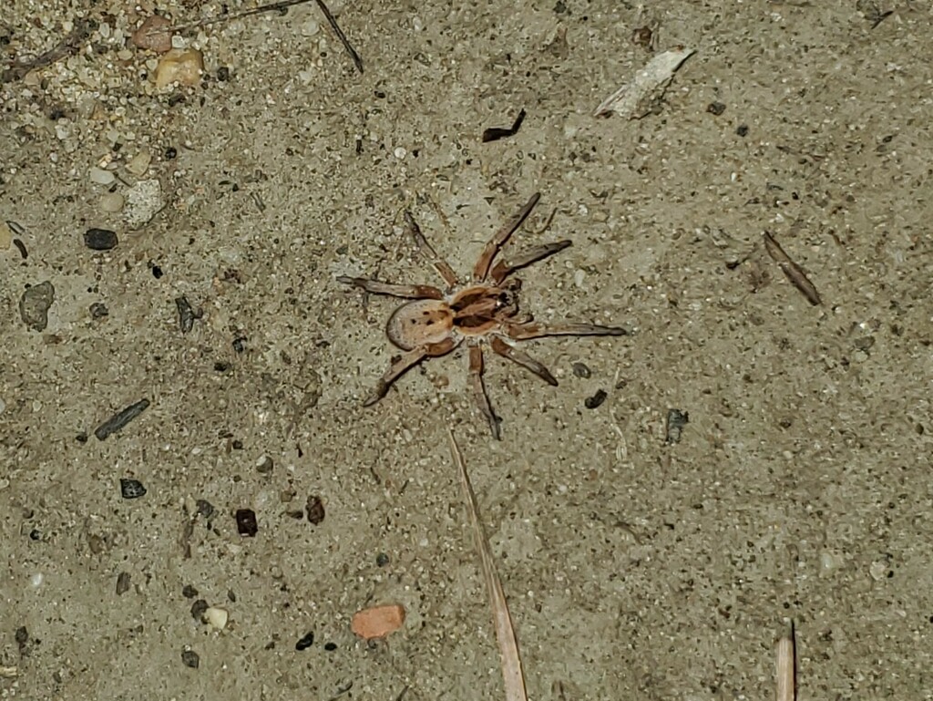 Hogna ferox