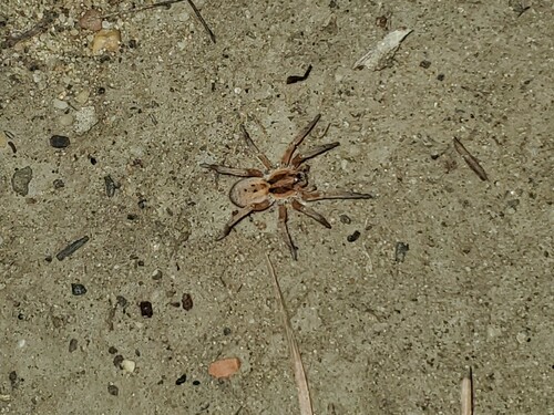 araña lobo mediterránea