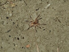 Trochosa