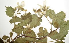 Rubus frondosus
