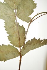 Rubus frondosus