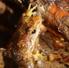 Taudactylus eungellensis