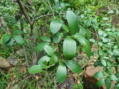 Canthium suberosum