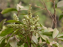 Lepisanthes tetraphylla