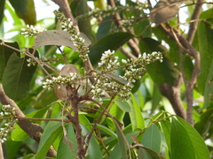 Lepisanthes tetraphylla