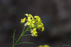 Descurainia millefolia