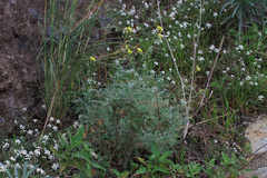 Descurainia millefolia