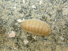 Ischnochiton