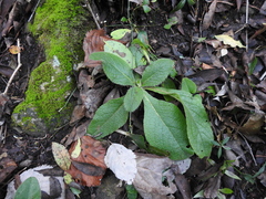 Pentanema squarrosum