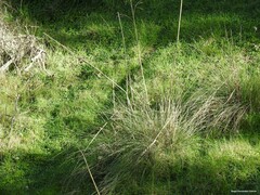 Celtica gigantea