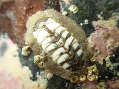 Onithochiton neglectus