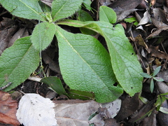 Pentanema squarrosum