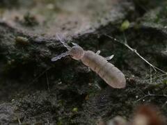 Vertagopus pseudocinereus