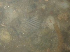 Buccinulum littorinoides