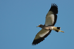 Vanellus senegallus