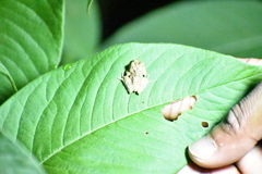 Pseudophilautus schmarda