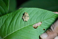 Pseudophilautus schmarda