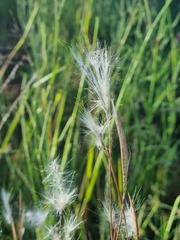 Andropogon eucomus