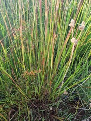 Andropogon eucomus