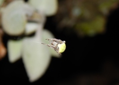 Araneus apricus