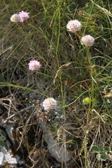 Armeria canescens