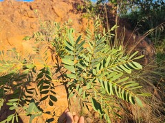 Albizia tanganyicensis