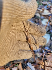 Comptonia peregrina