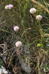 Armeria canescens