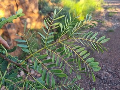 Albizia tanganyicensis