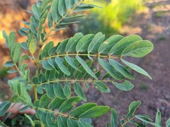 Albizia tanganyicensis
