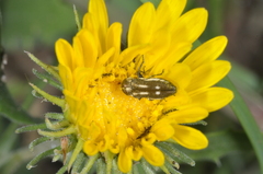 Tetragonoschema