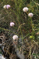 Armeria canescens