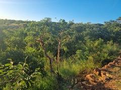 Albizia tanganyicensis