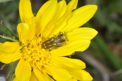 Tetragonoschema