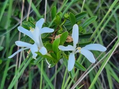 Turraea obtusifolia