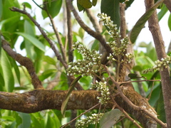 Lepisanthes tetraphylla