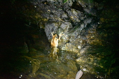 Polypedates cruciger