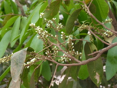 Lepisanthes tetraphylla