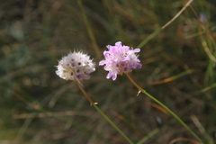 Armeria canescens