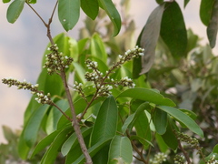 Lepisanthes tetraphylla
