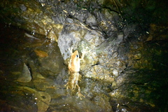 Polypedates cruciger