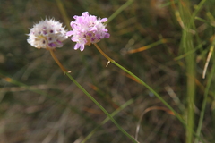 Armeria canescens
