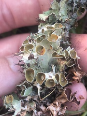 Parmotrema subrigidum