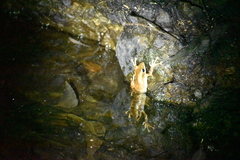 Polypedates cruciger