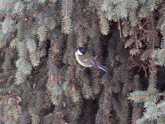 Parus major