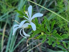 Turraea obtusifolia