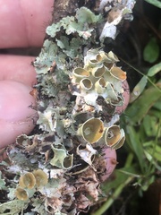 Parmotrema subrigidum