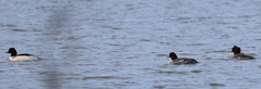 Mergus merganser merganser